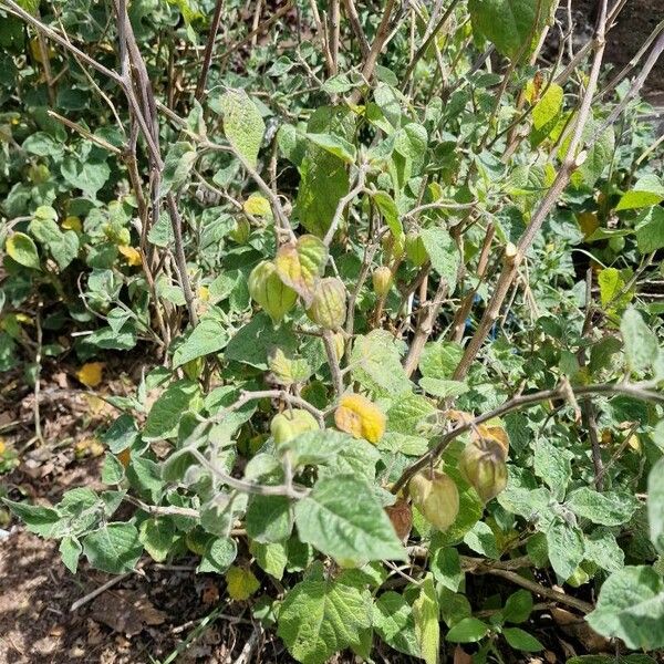 Physalis peruviana 果