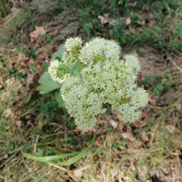 Hylotelephium maximum Flor