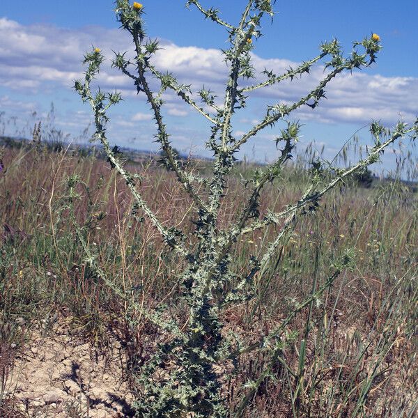 Scolymus maculatus Habit