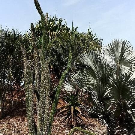 Didierea trollii (Octopus tree)