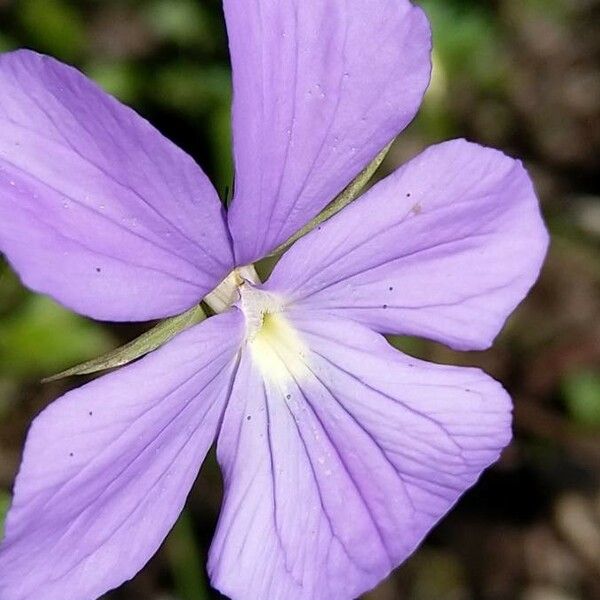 Viola corsica ফুল