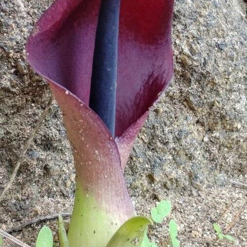 Arum pictum Flors