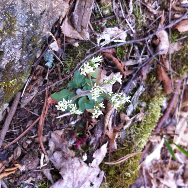 Micranthes virginiensis Plante entière