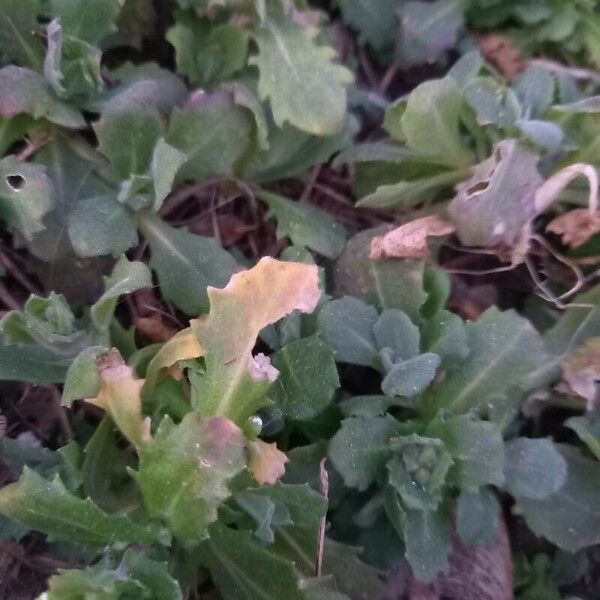 Arabis caucasica Leaf