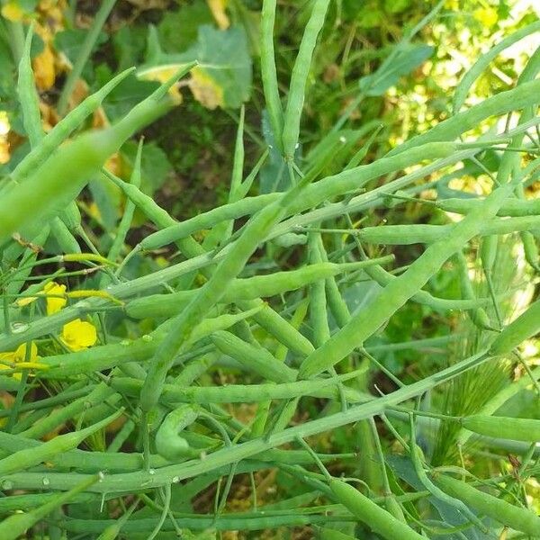 Brassica napus Плод