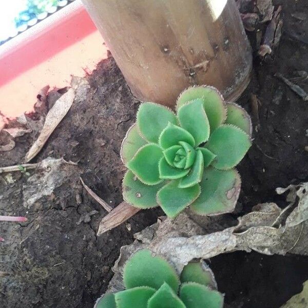 Aeonium haworthii पत्ता