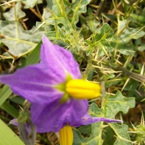 Solanum virginianum Floro