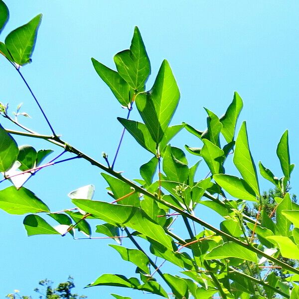 Erythrina variegata Leaf