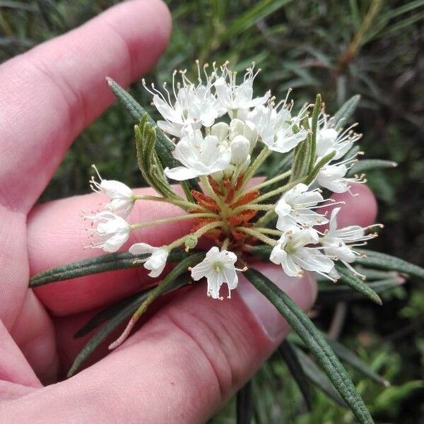 Rhododendron tomentosum Flower