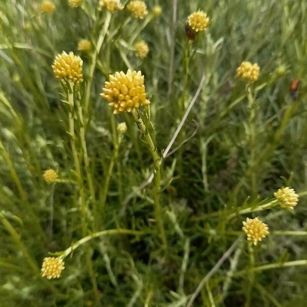 Helichrysum italicum Іншае