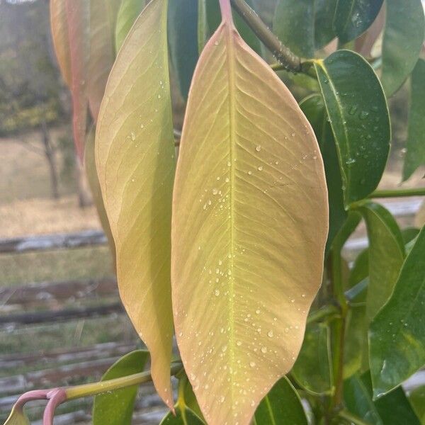 Garcinia mangostana Blatt