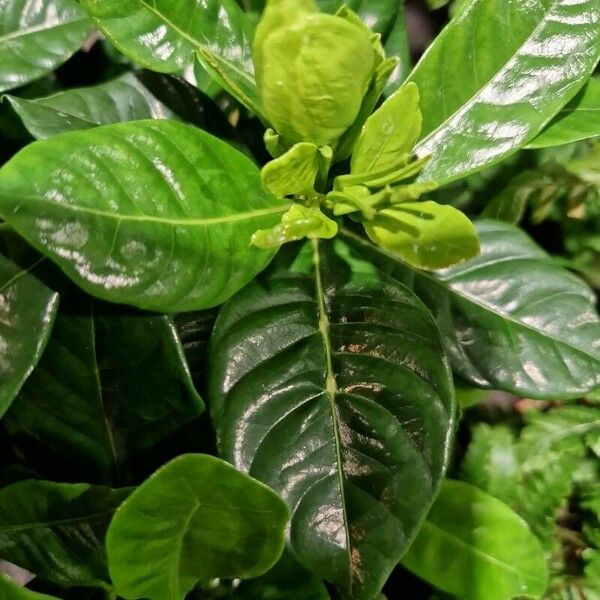 Gardenia jasminoides Blatt