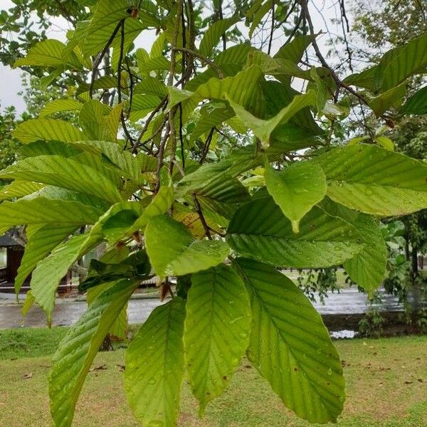 Dipterocarpus sublamellatus Leaf