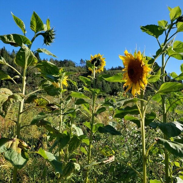 Helianthus annuus Цвят