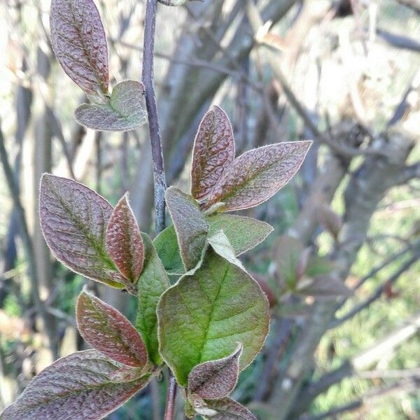 Cotoneaster bullatus List