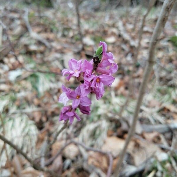 Daphne mezereum Flower