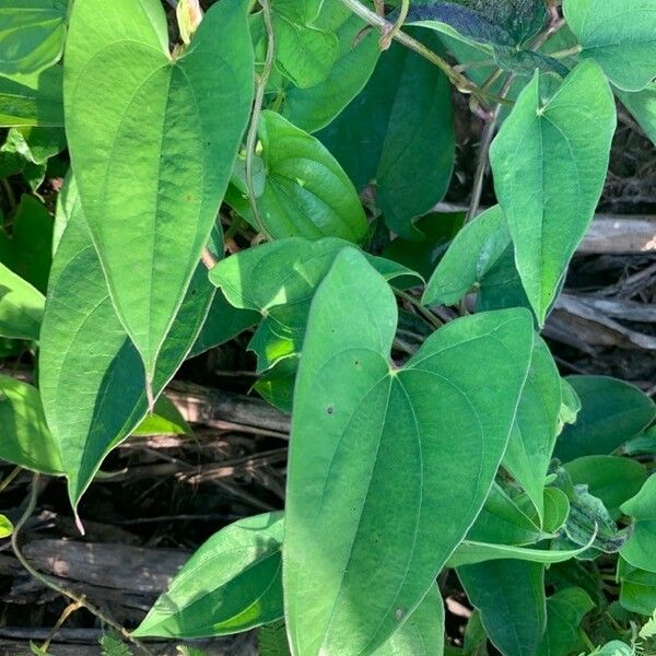 Dioscorea alata Leaf