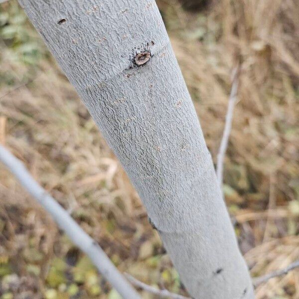 Populus tremuloides Žievė