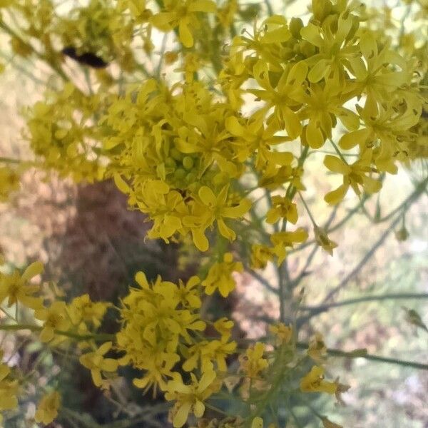 Isatis tinctoria Λουλούδι