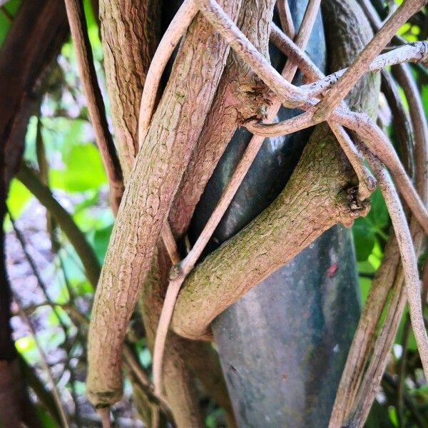 Aristolochia macrophylla Φλοιός