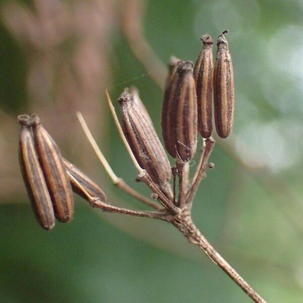 Chaerophyllum bulbosum Ffrwyth