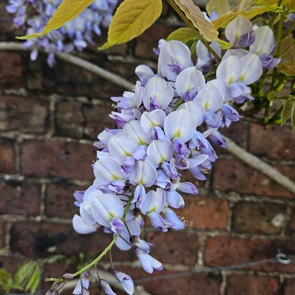 Wisteria floribunda Kukka