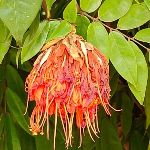 Brownea grandiceps Corteccia