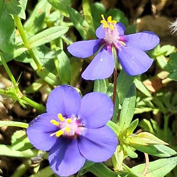 Lysimachia monelli Flower