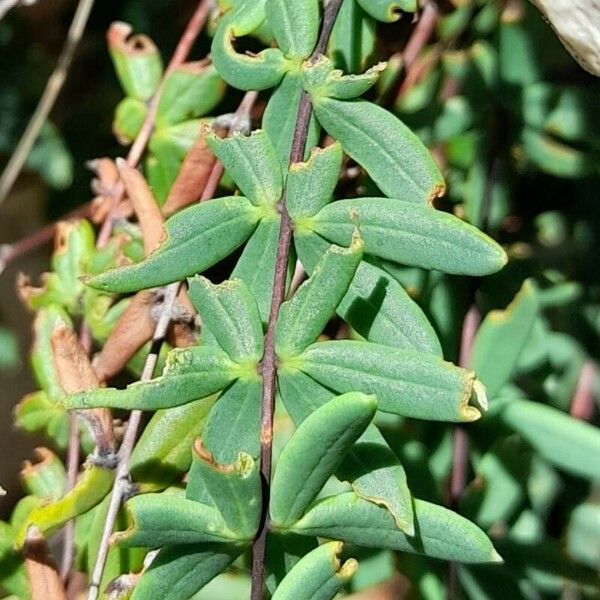 Pellaea ternifolia Blad