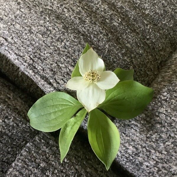 Cornus canadensis Flower