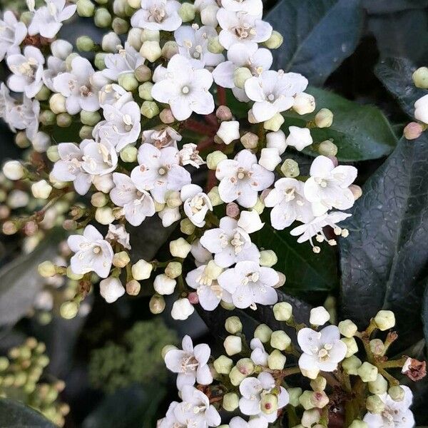 Viburnum tinus ফুল