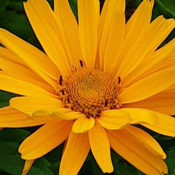 Tithonia diversifolia Flower