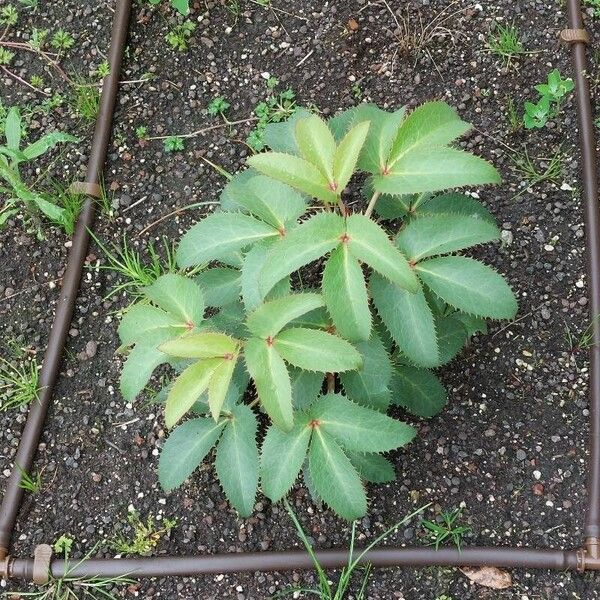 Helleborus lividus Folio