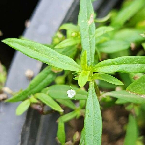 Oldenlandia corymbosa Leaf