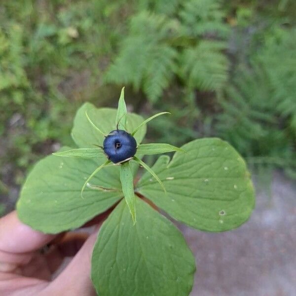 Paris quadrifolia Feuille