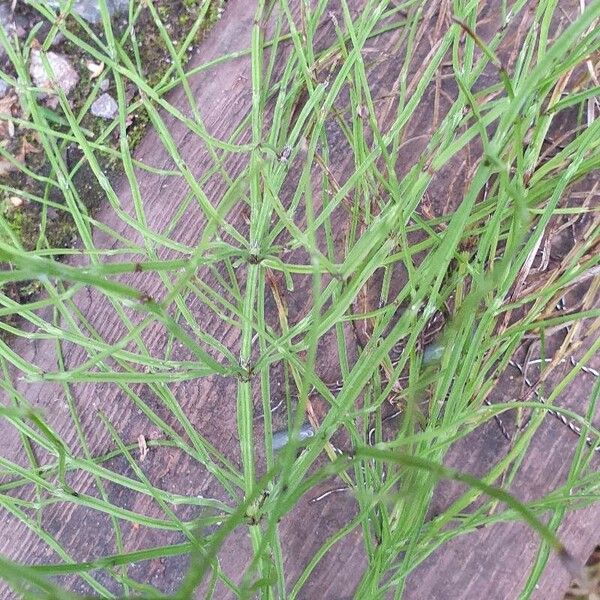 Equisetum palustre Frunză