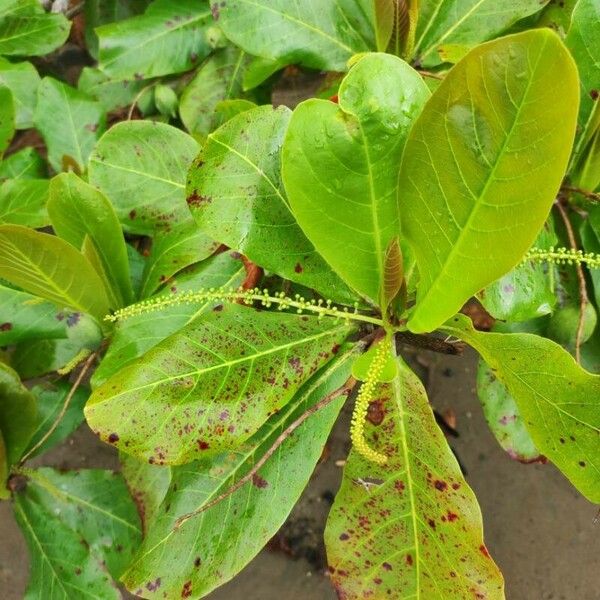 Terminalia catappa Blatt