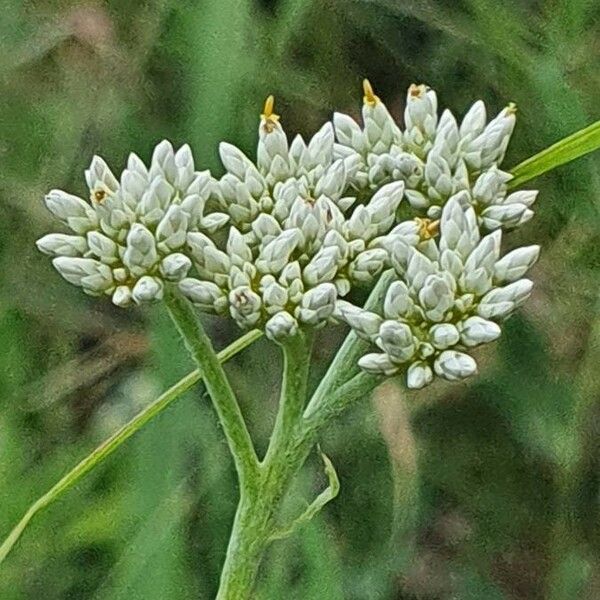 Helichrysum glumaceum Blomst