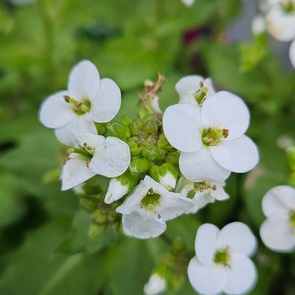 Arabis caucasica Flower