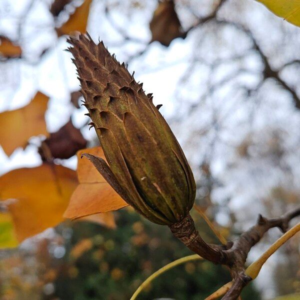 Liriodendron chinense Fruit