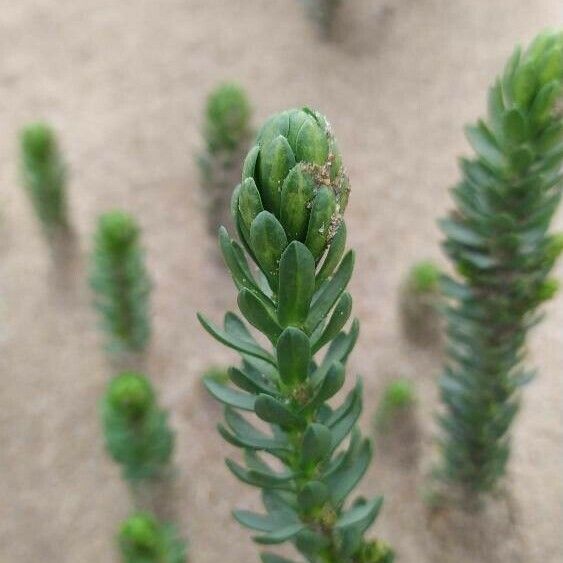 Euphorbia paralias Fuelha