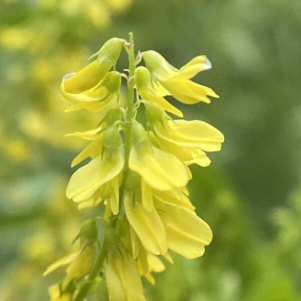 Melilotus officinalis Bloem