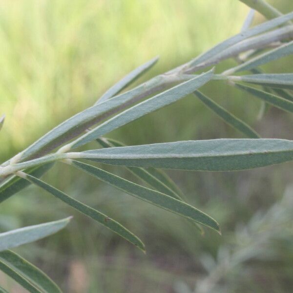 Indigofera lespedezioides Blad