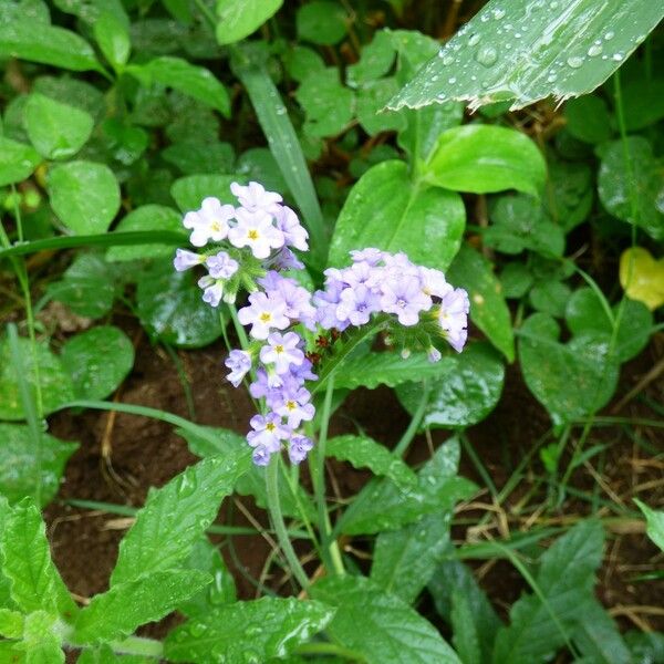 Heliotropium amplexicaule Flower