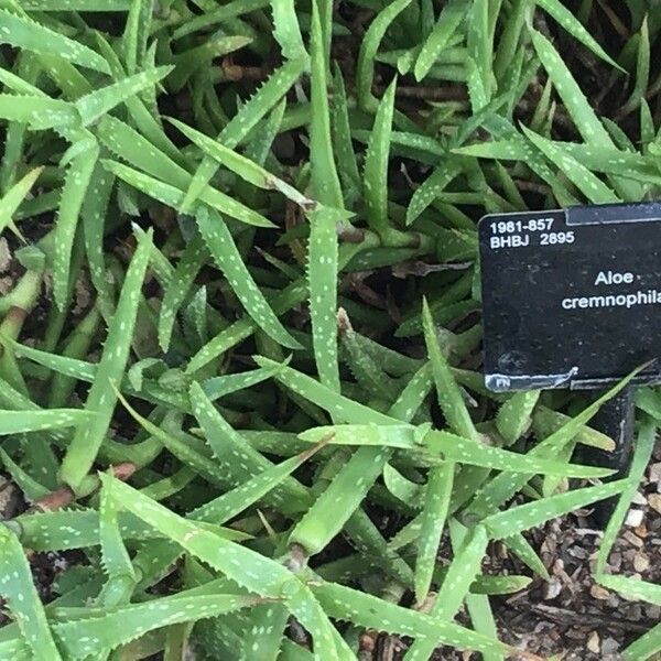 Aloe cremnophila Leaf