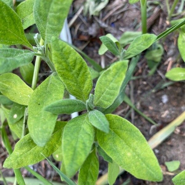 Salvia officinalis Folla