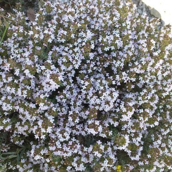 Thymus vulgaris Blomma