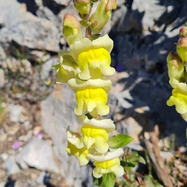 Antirrhinum latifolium Flower