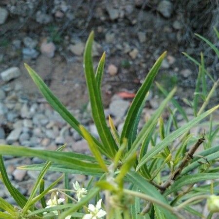 Gomphocarpus physocarpus Leaf