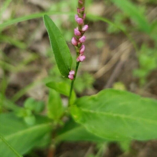 Polygonum persicaria Flower